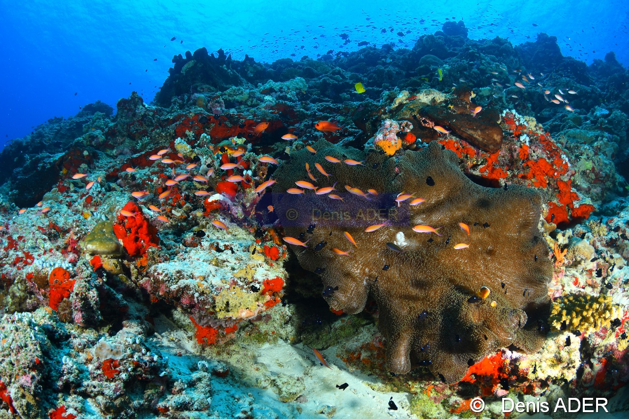 Stichodactyla gigantea Anemone tapis geante ambiance Au large Batuata Island-30m-20180603-Denis-ADER-DSC_3663_tn.jpg